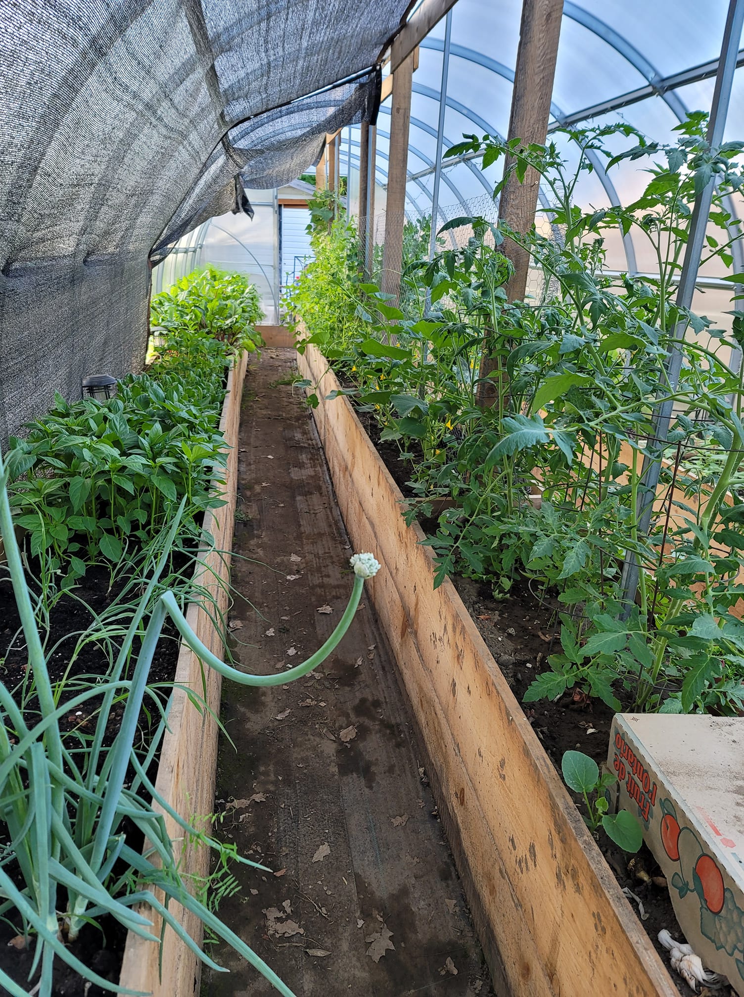 Sigma 32 (Gen II) - Image 9