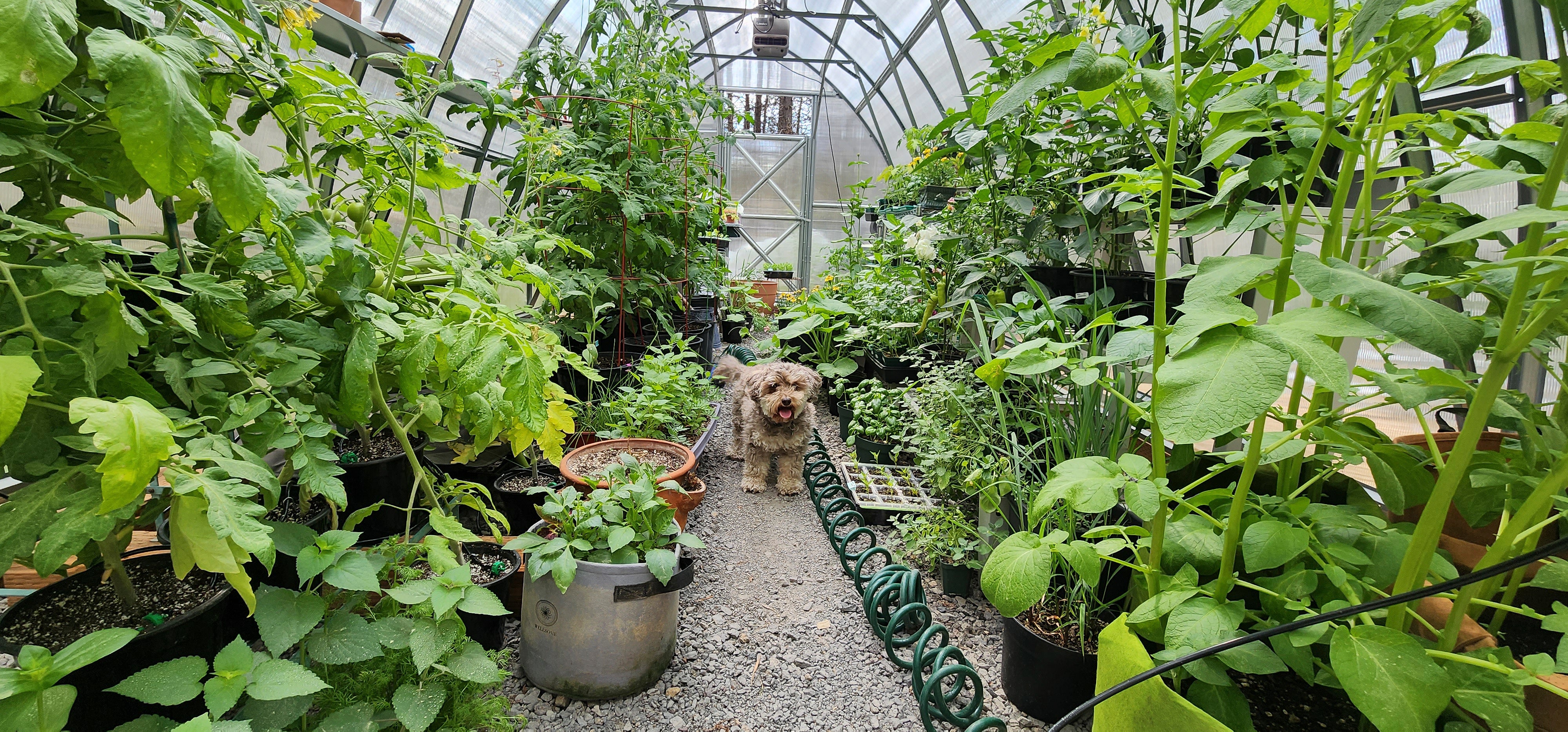 Sungrow 20 - Image 10