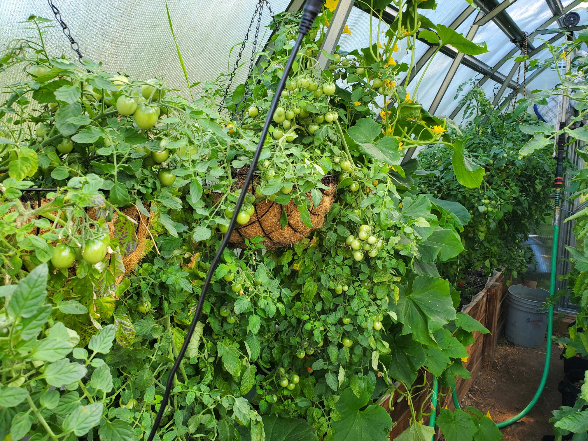 Sungrow 20 - Image 7